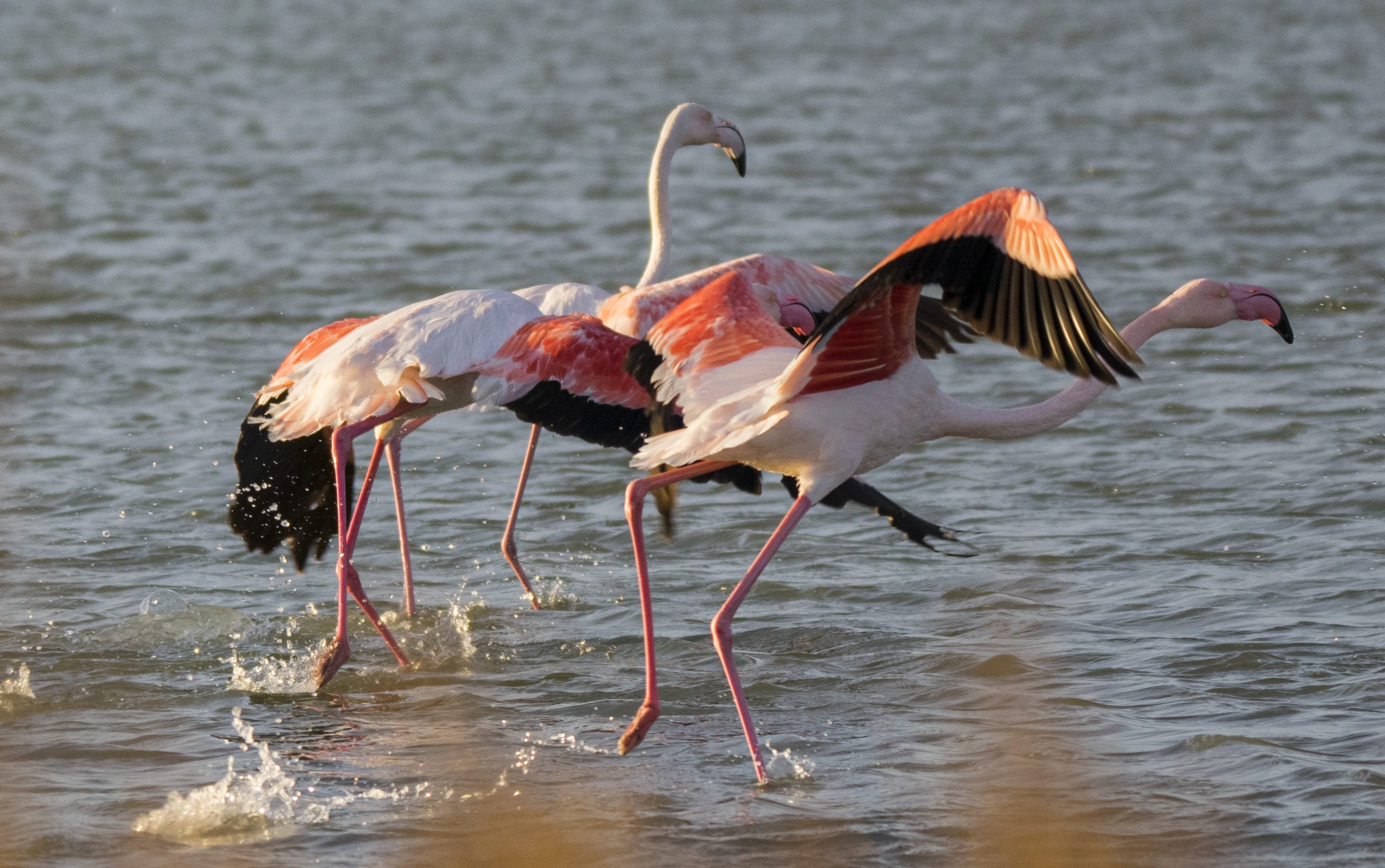 Flamencos 