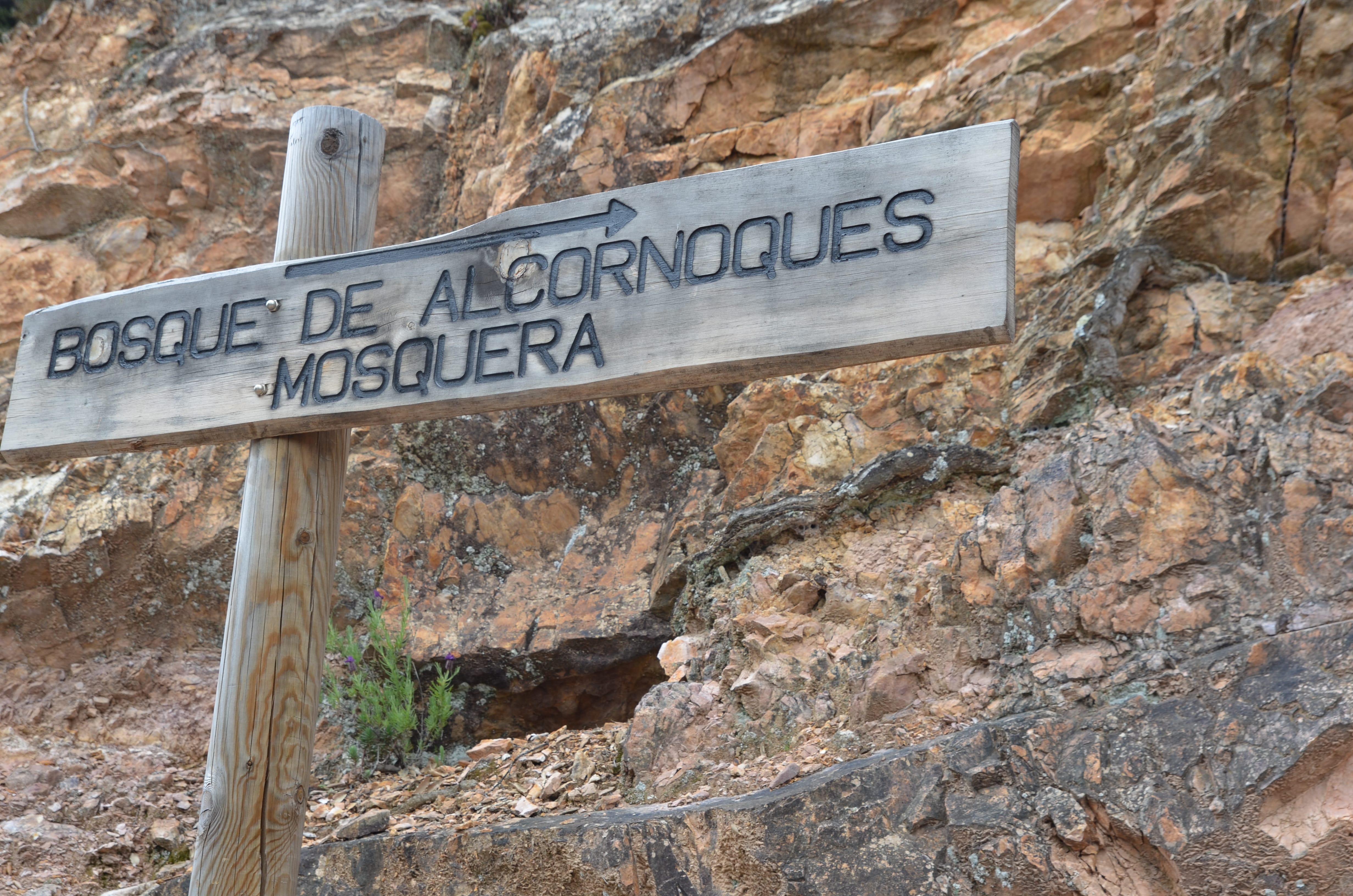 Bosque Alcornocales de la Mosquera