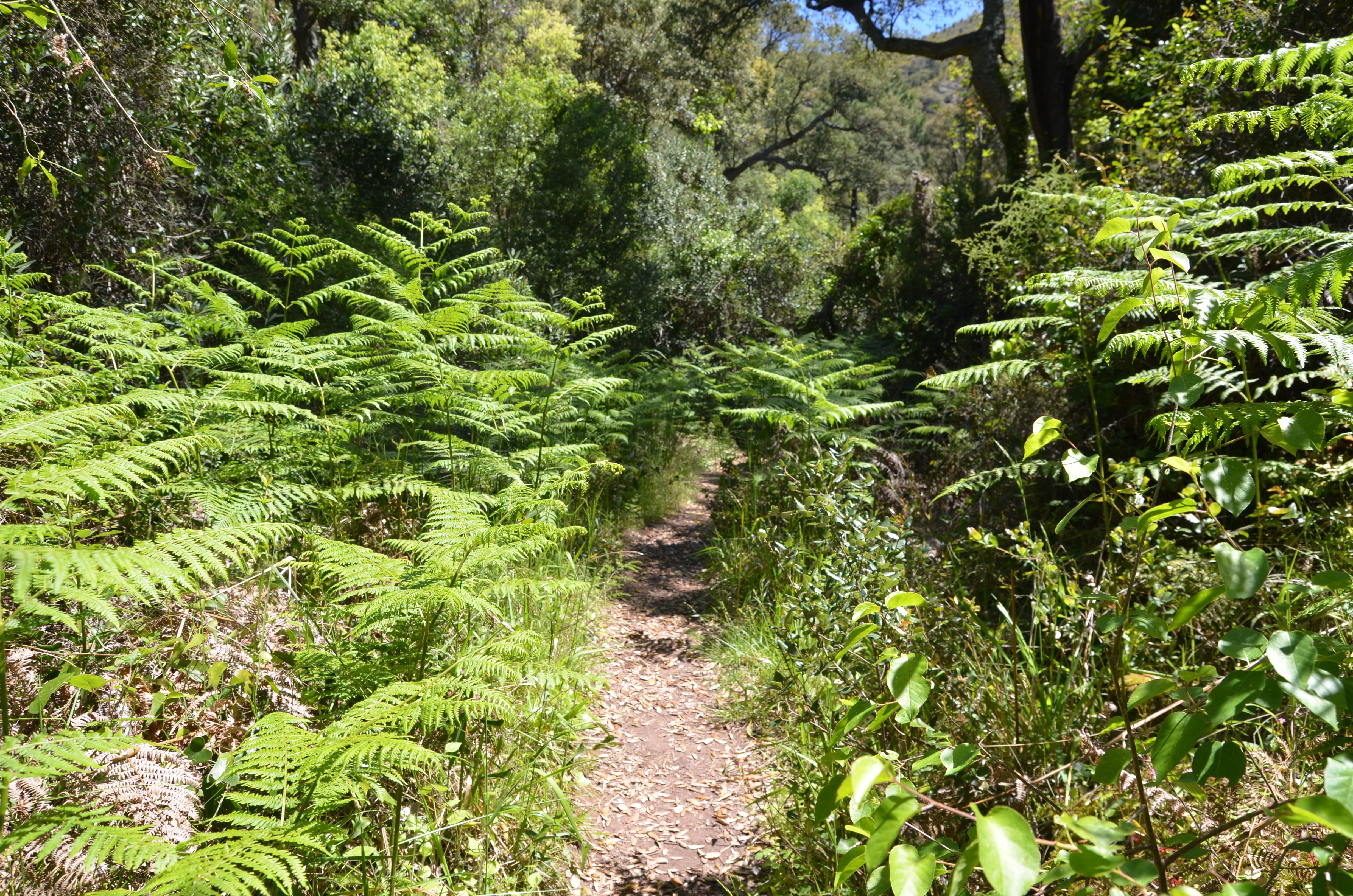 bosque helechos Espadán