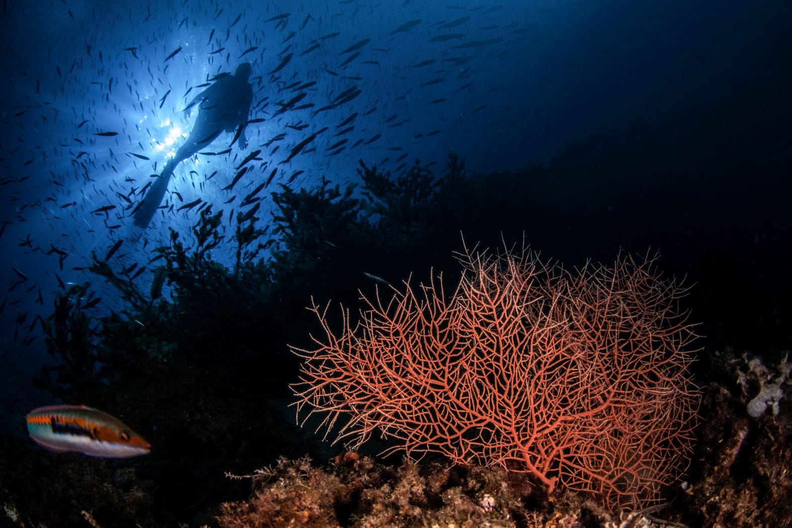 Las gorgonias se encuentran en fondos rocosos oscuros