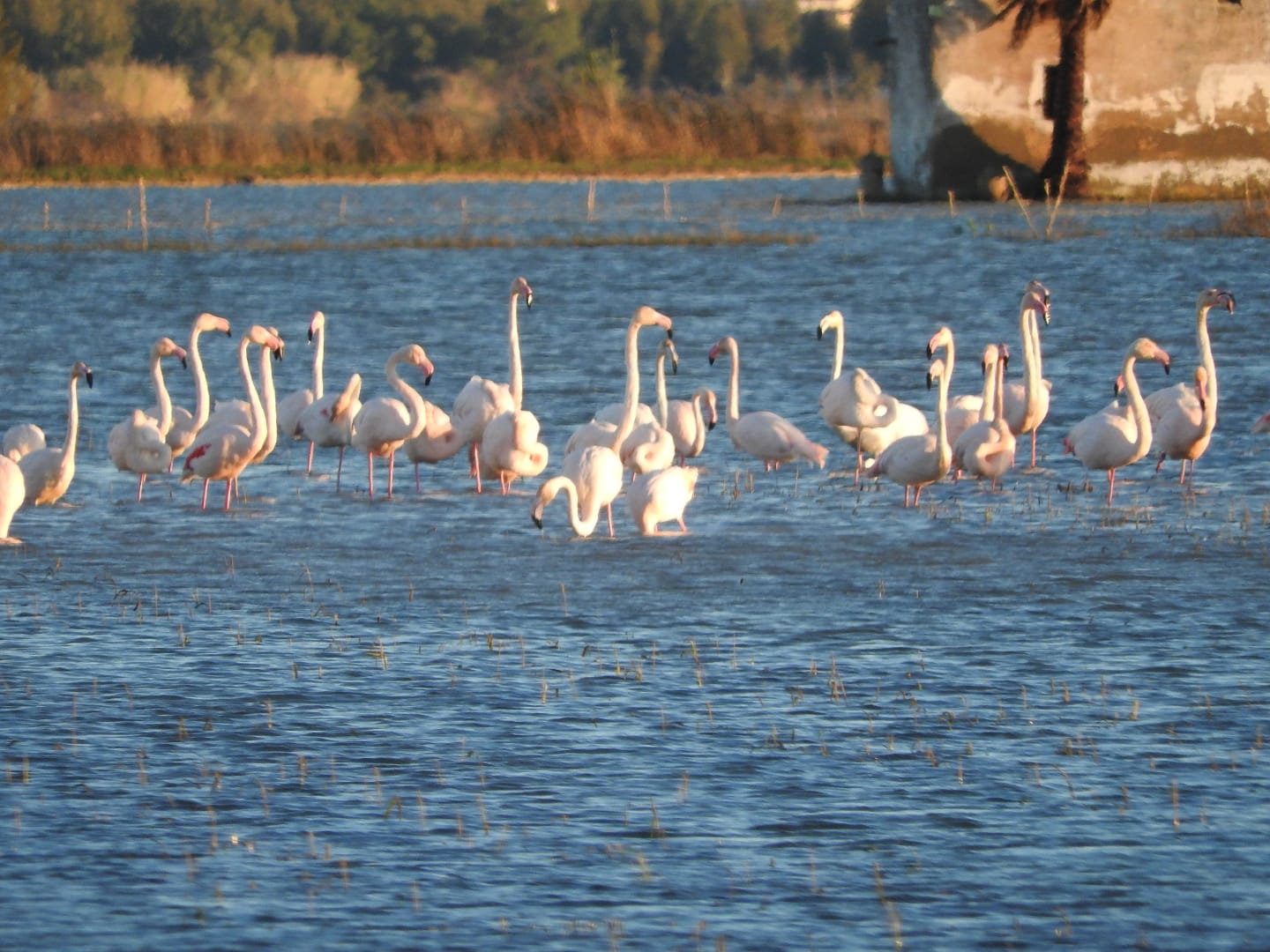 Flamencos 