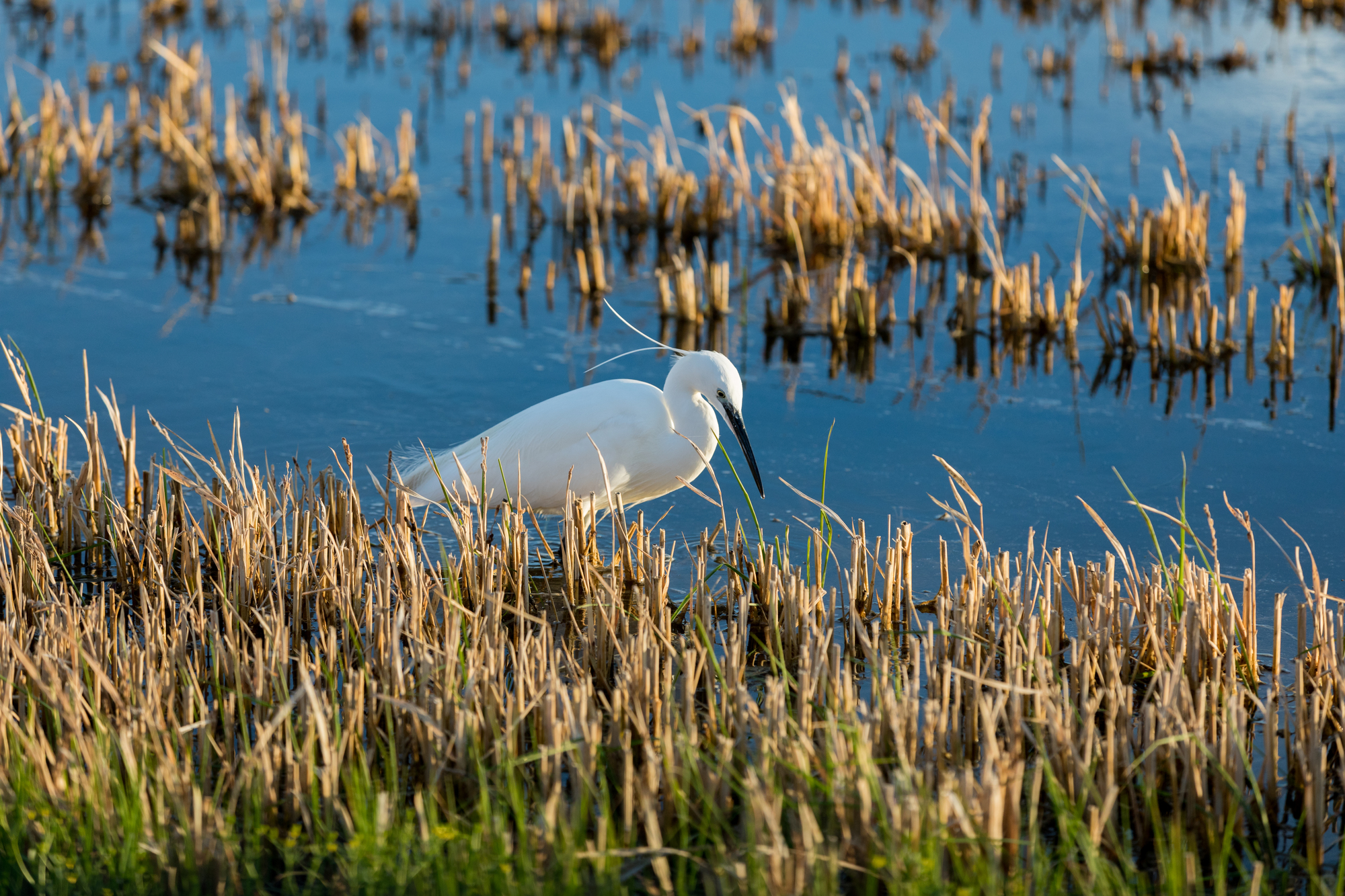 Albufera