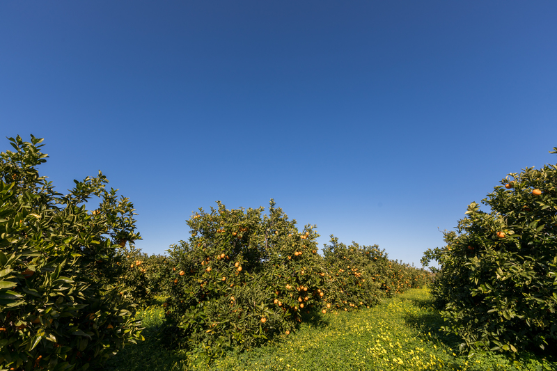 huerta valenciana