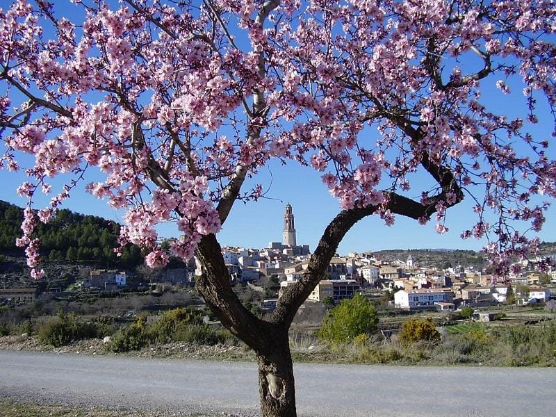 almendro en flor