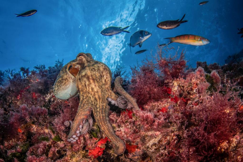 Recomendaciones para un buceo sostenible y respetuoso con el medio