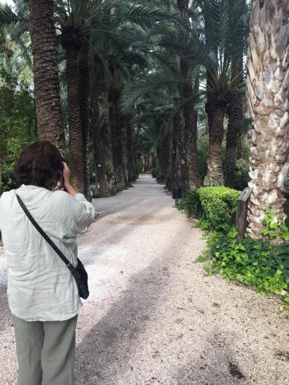 Palmeral de Elche (press trip)