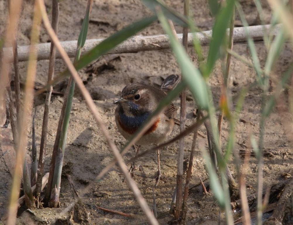 Bluethroat