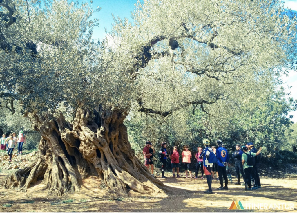 Oliveres mil.lenàries del Maestrat