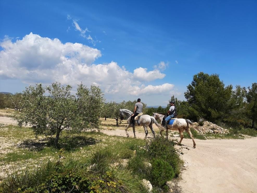 Enjoying Horses