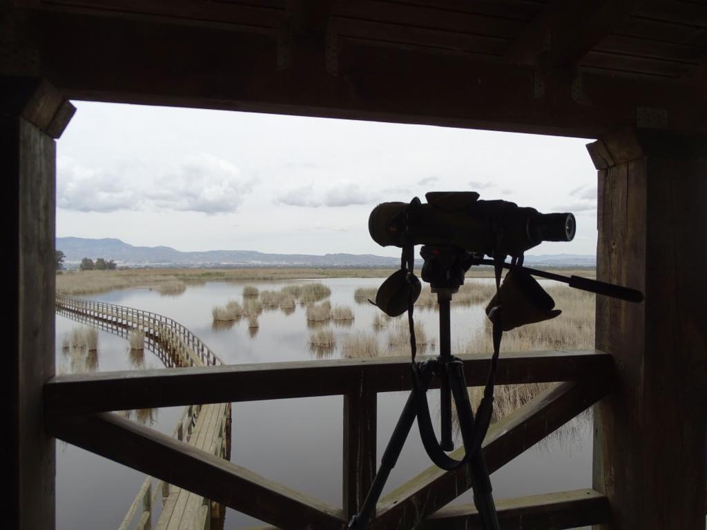 Mirador de birding en el Hondo