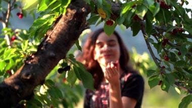 Los cerezos en los valles interiores de la Marina