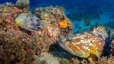 Morena and grouper in Region of Valencia