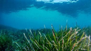 Posidonia oceanica Comunitat Valenciana