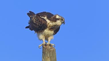 Osprey