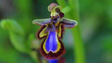 Ophrys Speculum. Emilio Laguna