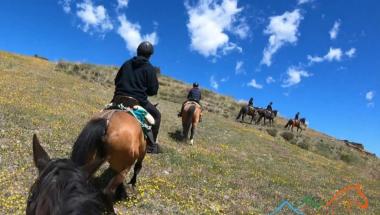 Field and Horse