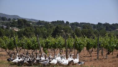 bodegasangosto-ontinyent-vino-enoturismo-valencia