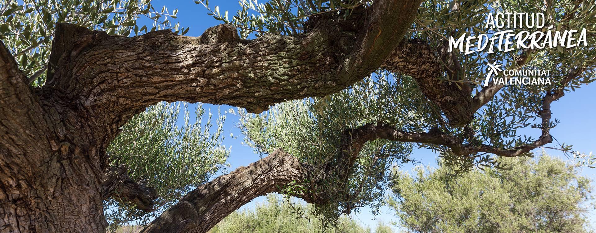 Imagen de olivos milenarios de Canet lo Roig