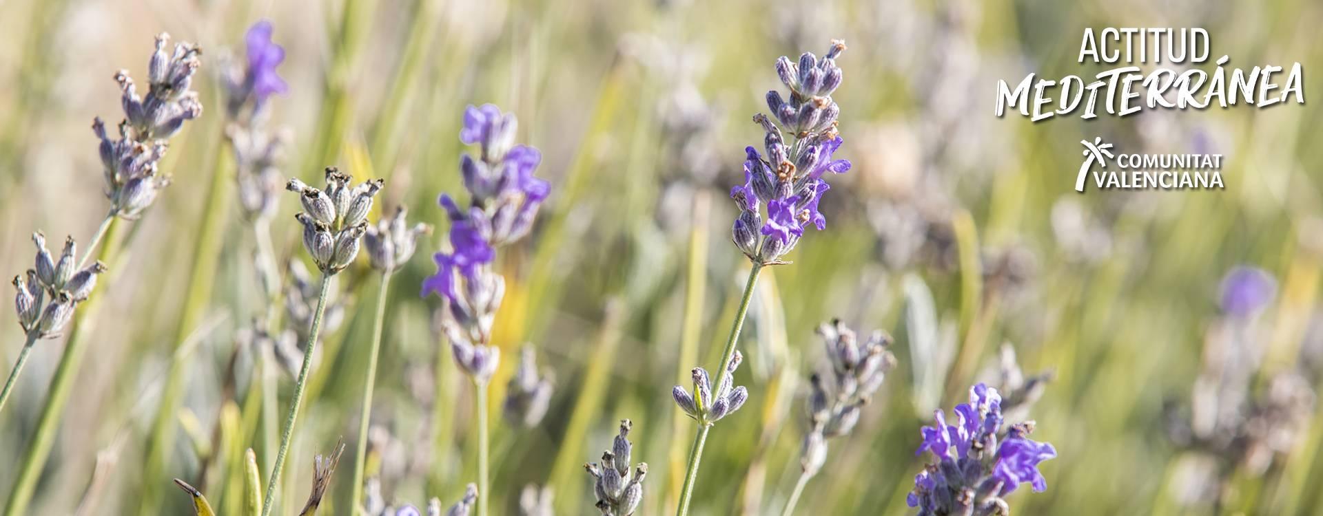 Imagen de lavanda en la Comunitat Valenciana